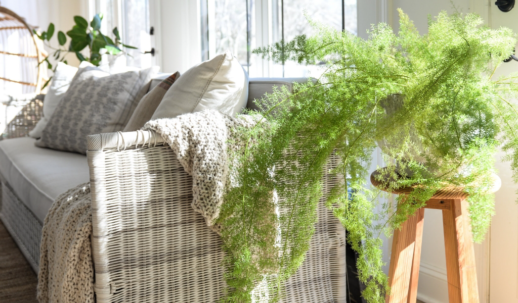 A living room with a wicker chair and a plant.